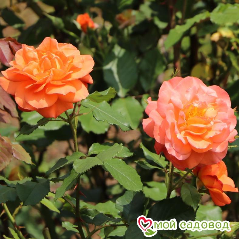 Роза Вестерленд