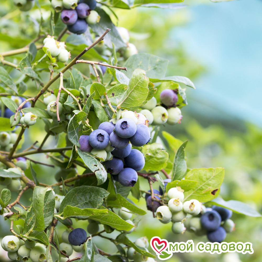 Высокорослая голубика "Патриот"