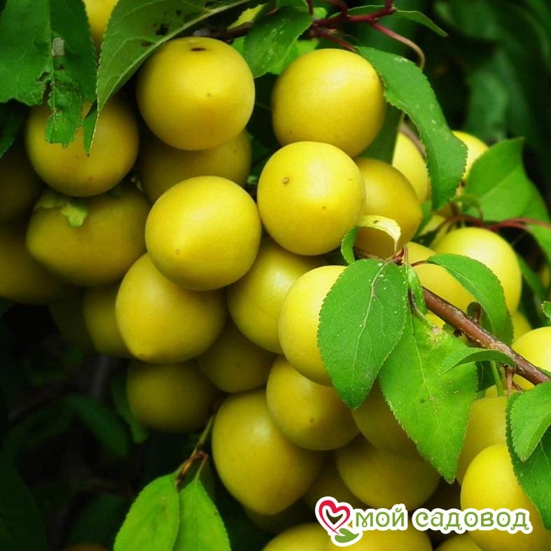 Алыча Злато скифов