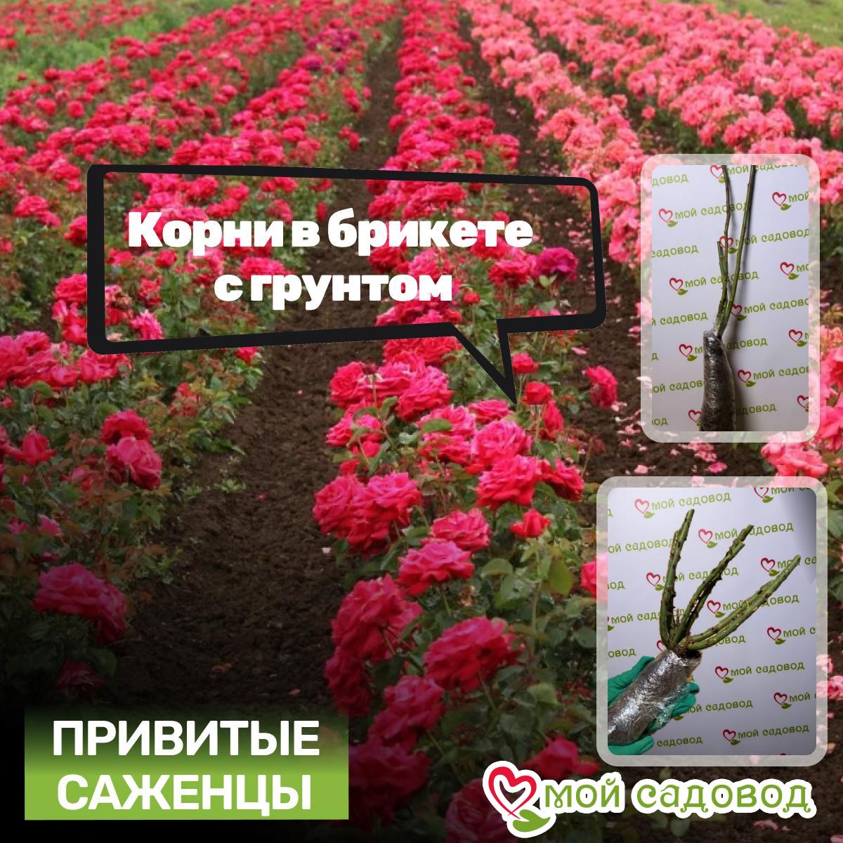 Роза Айвори Каскад